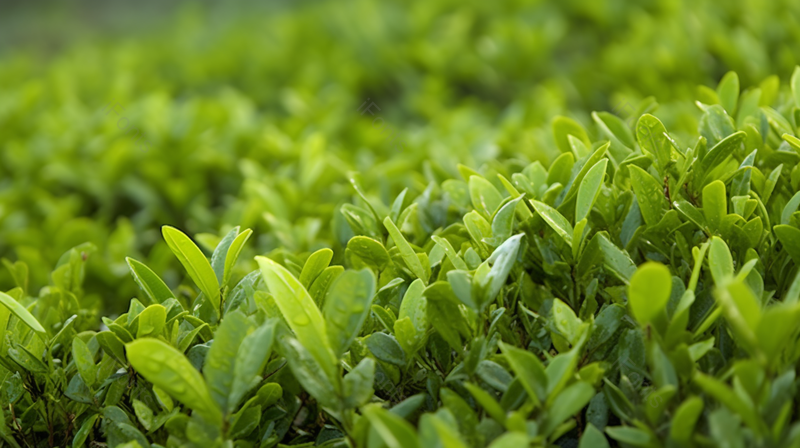 绿色护眼壁纸茶芽微距离摄影,高清,摄影图,摄影图片,图片大全,摄影图免费下载